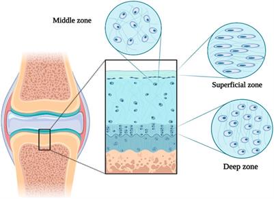 A review of advanced hydrogels for cartilage tissue engineering